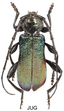 Obsah obrázku hmyz, roztoči
Popis byl vytvořen automaticky